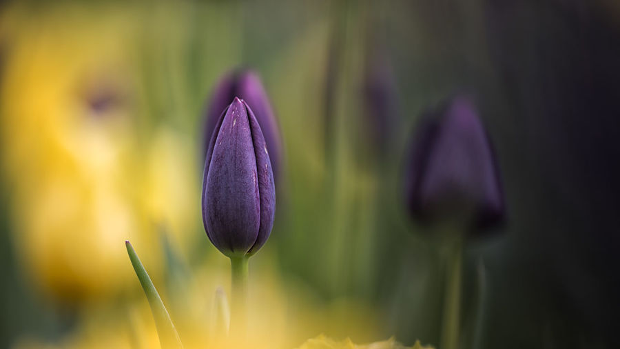 Close-up of purple crocus blooming outdoors