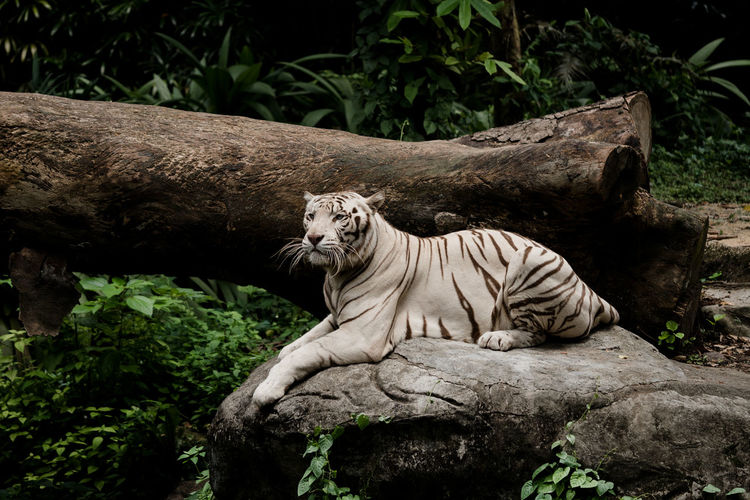 Side view of white tiger sitting on rock in forest