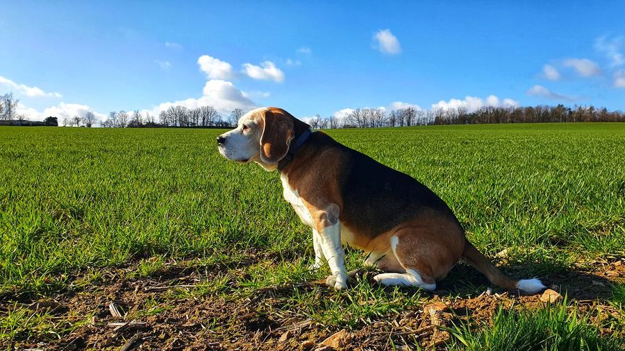 Dog looking away on field