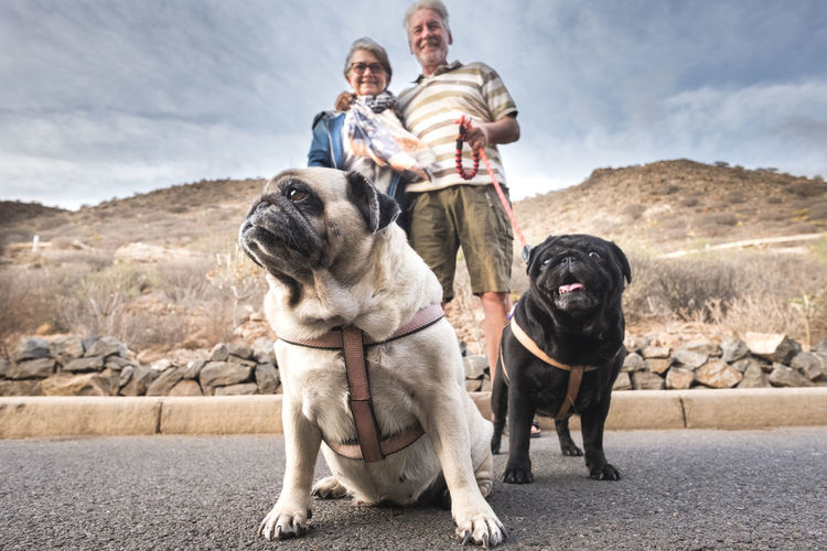 Senior couple with dogs on road
