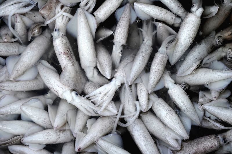 Full frame shot of squids for sale at market stall