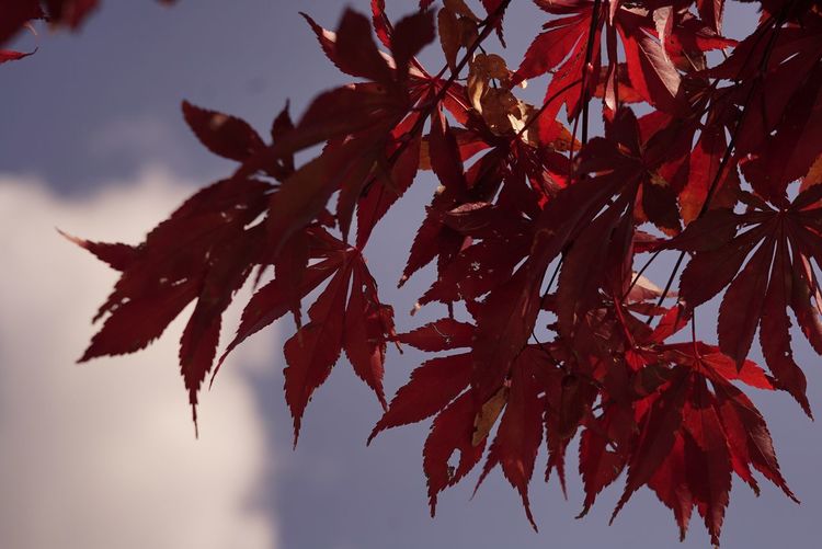 Close-up of maple leaves against sky
