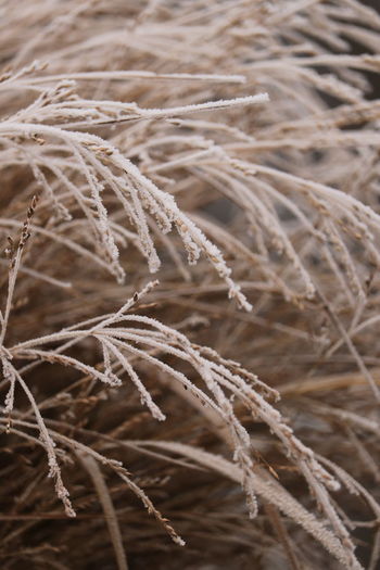 Full frame shot of wheat