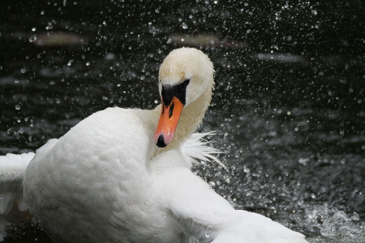 Close-up of swan in snow