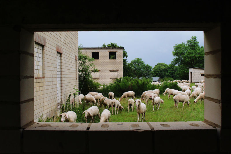 Flock of sheep in a row