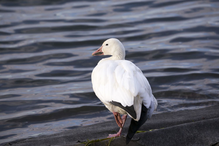 Injured snow goose standing on one foot on geotextile membrane close to the st. lawrence river 