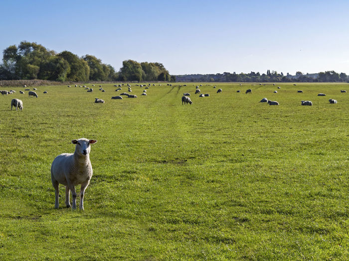 Sheep grazing on field against clear sky