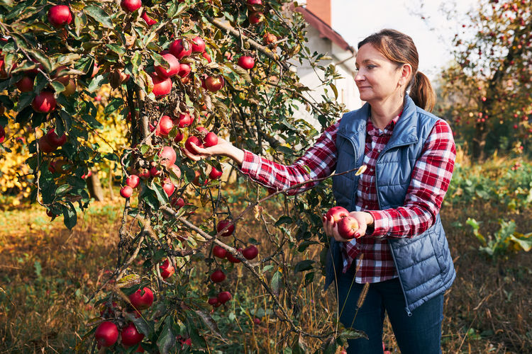 Woman picking ripe apples on farm. farmer grabbing apples from tree in orchard. fresh healthy fruits