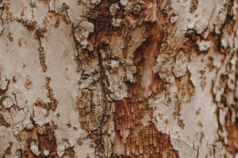 Natural wooden texture background. closeup macro of old aged tree bark. abstract oak sycamore tree 