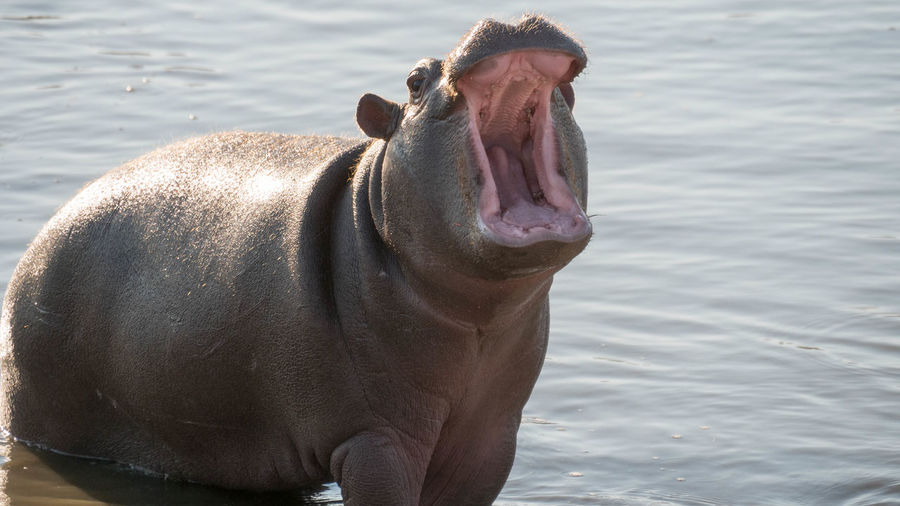 Horse in a lake