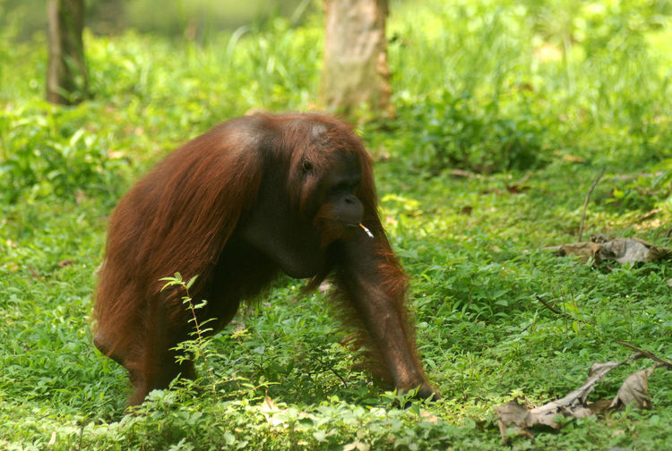 Orangutan smoking cigarette on grassy field at zoo