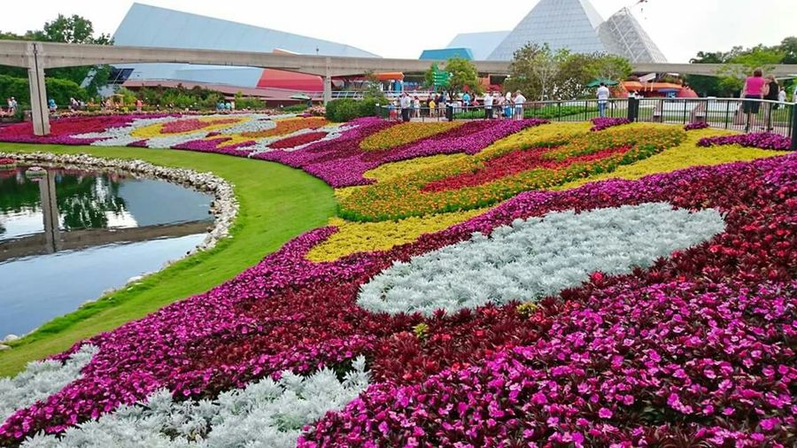 Colorful flowers blooming in park