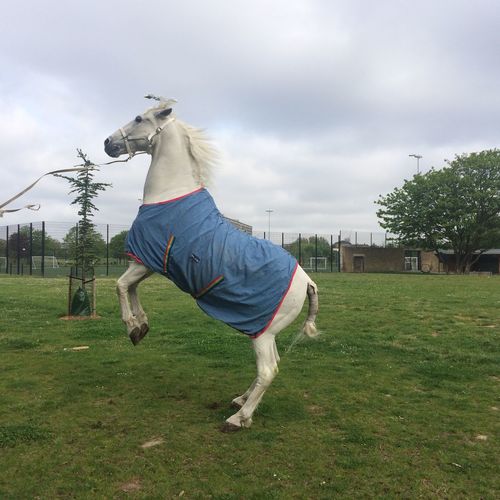 Horse jumping on grassy field against cloudy sky