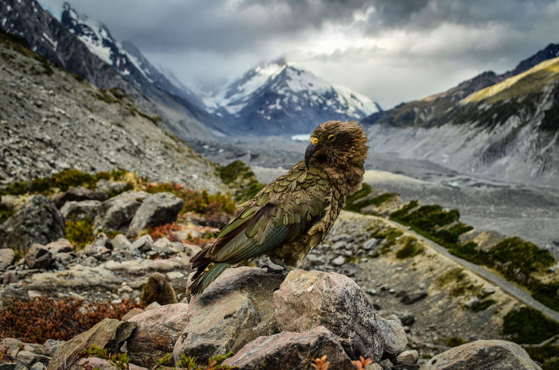 Bird perching on rock against mountains during winter