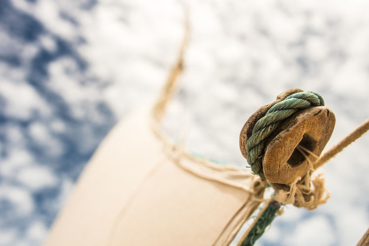 Close-up of shells on rope against sky