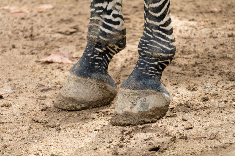 Low section of zebra standing on mud