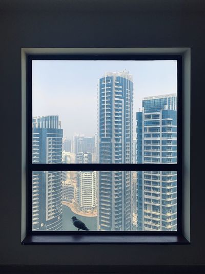 Pigeon bird sit on window with dubai marina skyscrapers view