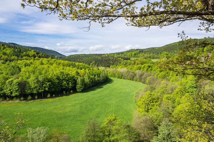 Scenic view of forest against sky