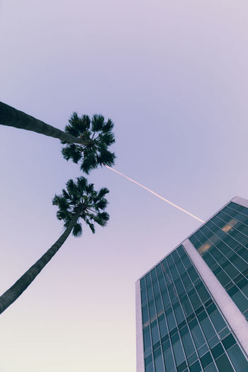 Low angle view of tree against sky