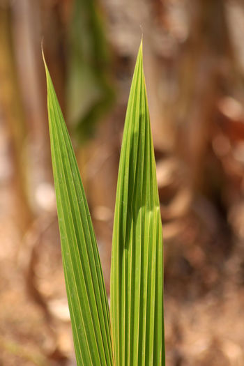 Close-up of plant growing on field