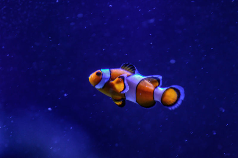 Close-up of clown fish in water seen through glass tank in aquarium