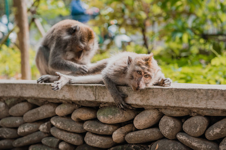 Cats on rock against wall