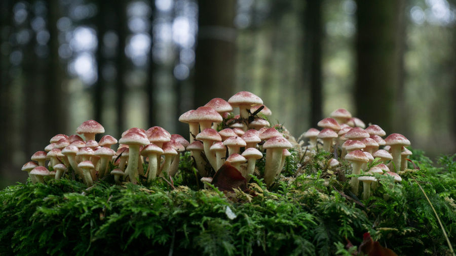 Mushrooms growing amidst plants at forest