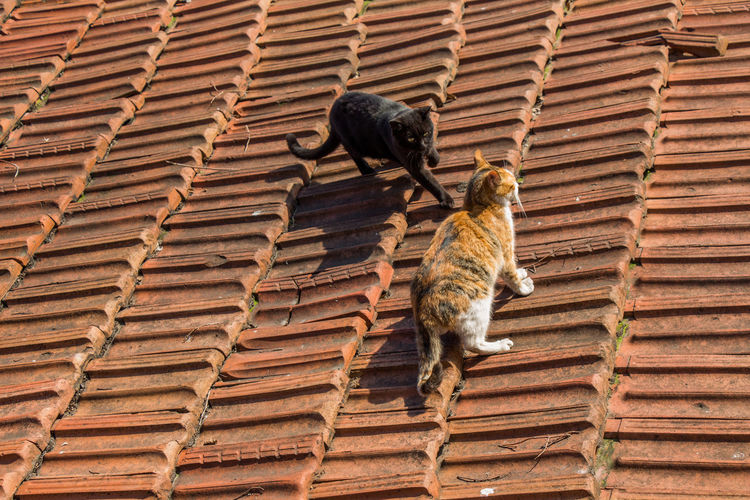 Cat sitting on roof