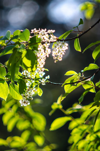 Close-up of plant growing on tree