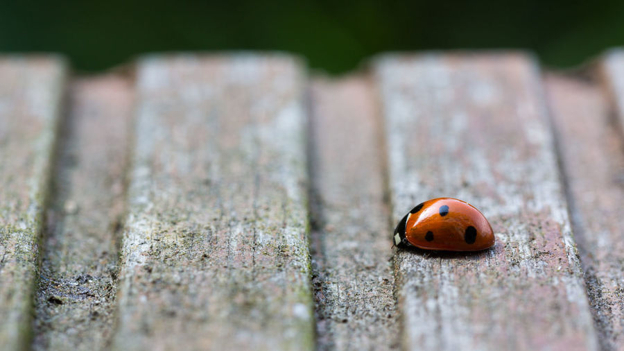 Close-up of ladybug on wood