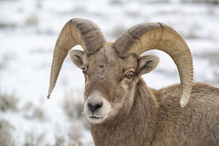 Close-up of bighorn sheep on field during winter
