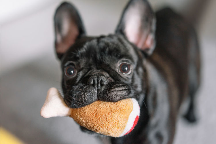 Close-up portrait of a dog with toy