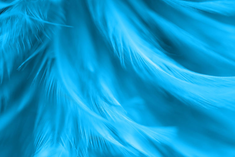 Full frame shot of blue feathers