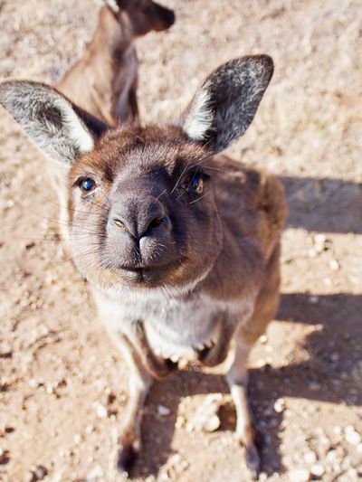 Close-up portrait of kangaroo