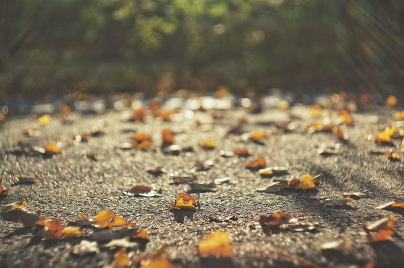 Surface level of dry leaves on road