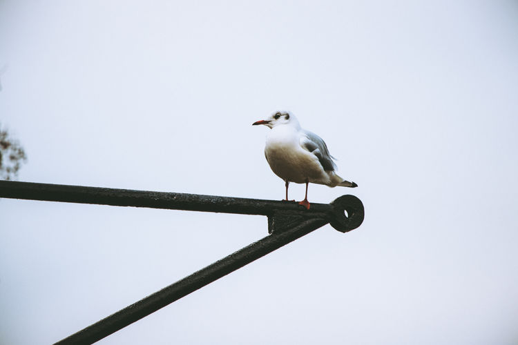 Low angle view of seagull perching on wood against sky