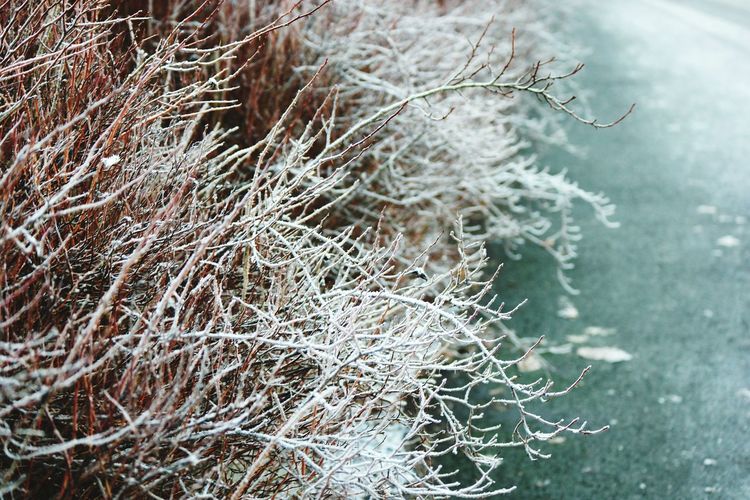 Close-up of frosted plants by road