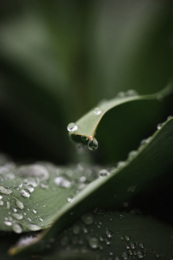 Close up of water droplets on green leaves after a rain.