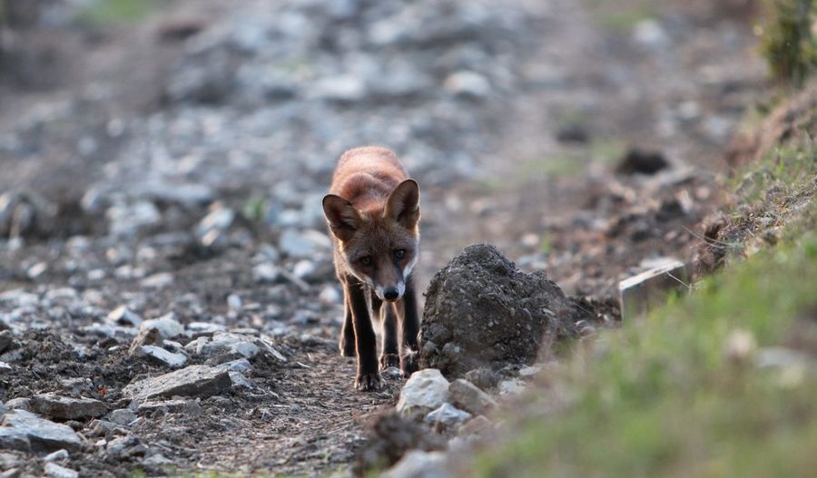 Young fox cub looking at camera