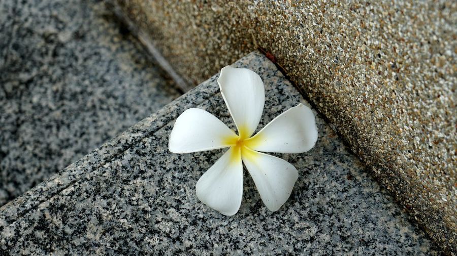 Directly above shot of white flower on rock