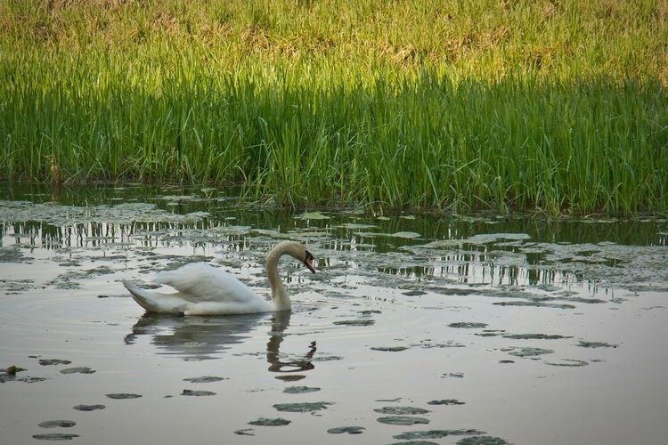 Bird flying over lake