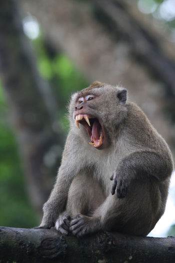 View of monkey yawning