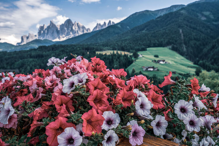 Balcony flowers and panoramic view of the dolomites, italy.