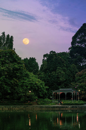 Night garden