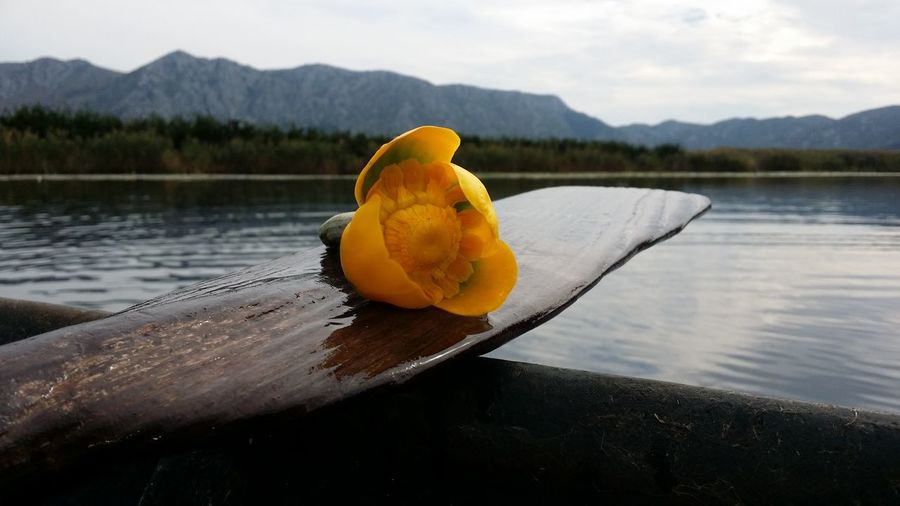 Yellow flower on oar in boat