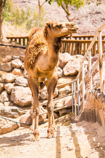 Horse standing in a farm