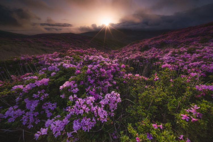 Purple flowering plants on land against sky during sunset