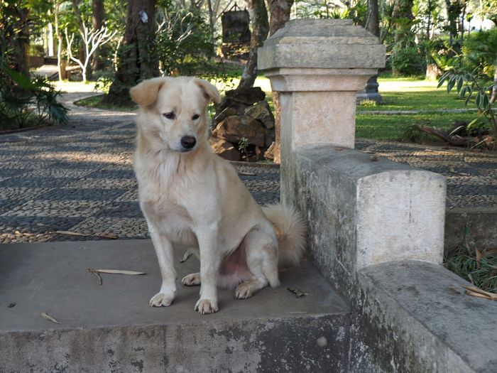 Portrait of dog sitting outdoors