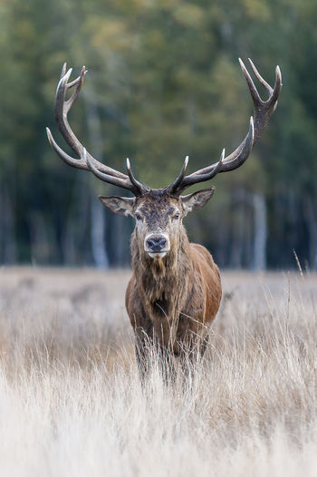 Deer in a field