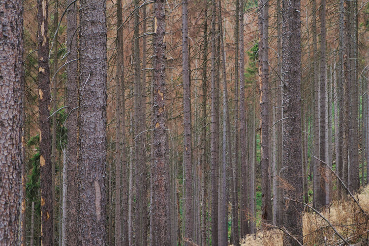 Full frame shot of dead spruce trees in forest because of bark beetles